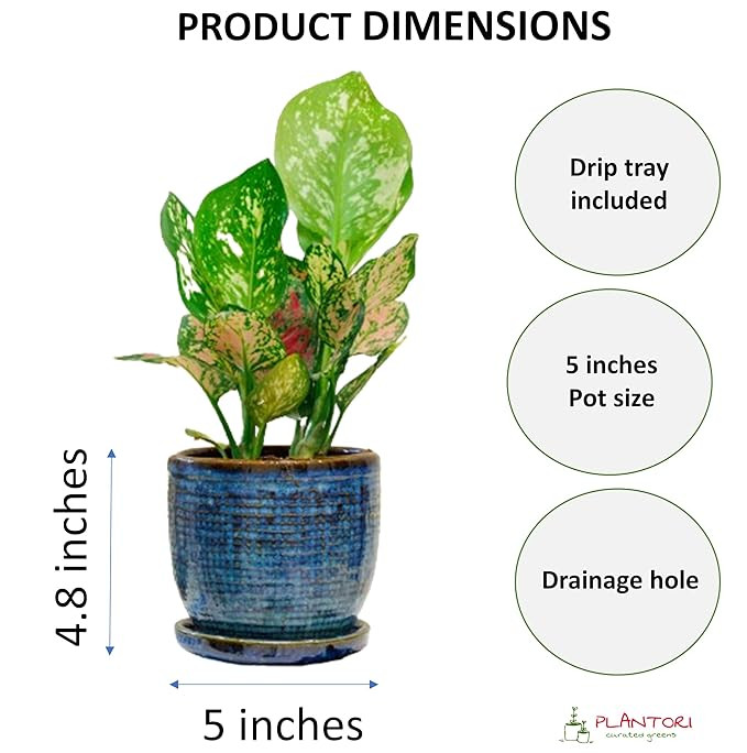 Ceramic Indoor Plant Pots, Ceramic Flower Pots for Home Decoration, Planters, Ceramic Pots with Tray Set (Blue, 5 inches, Set of 2 Indoor Planters)